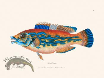 014 Striped Wrasse